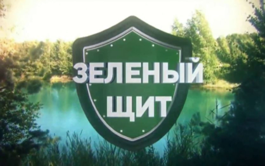 Зеленый щит